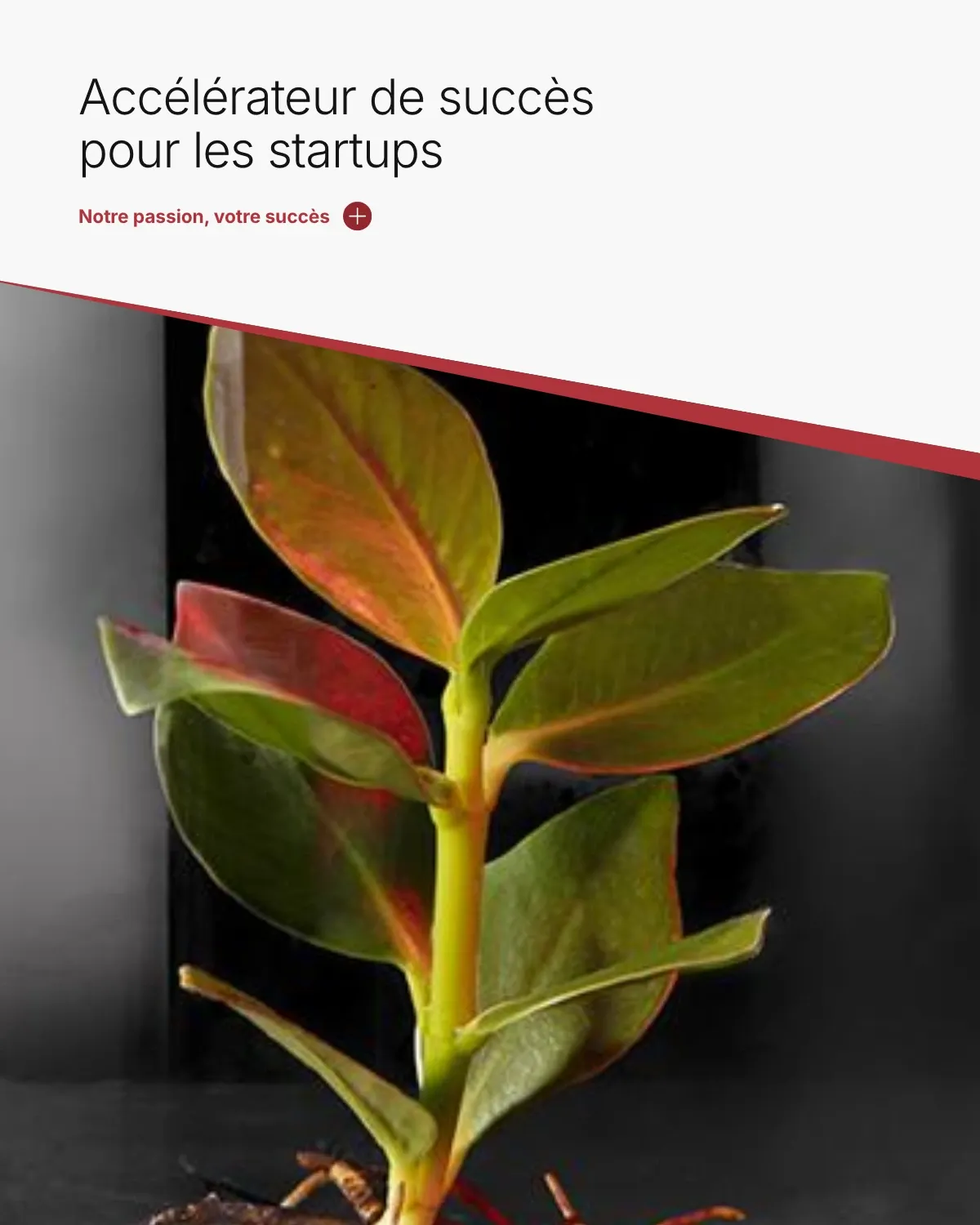Accélérateur de succès pour les startups