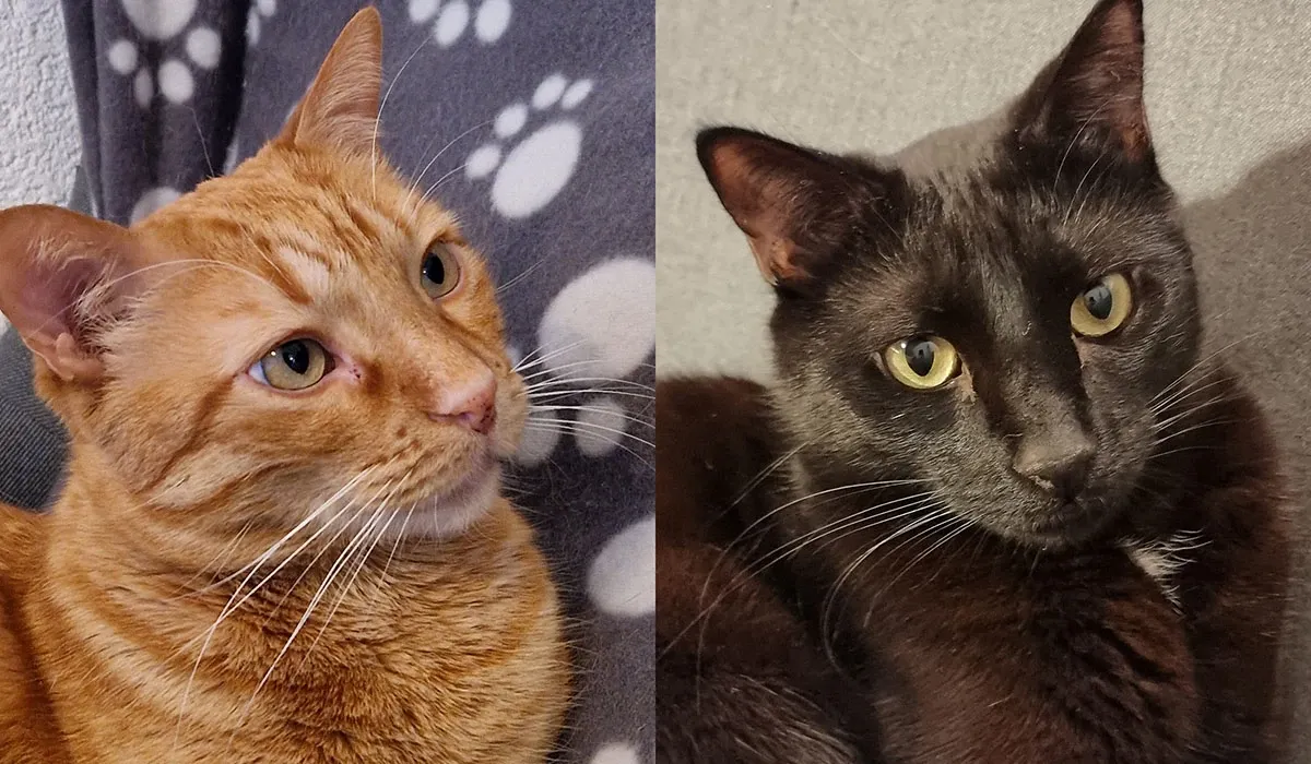 Mirko et Alepo, deux petits chats câlins et adorables.